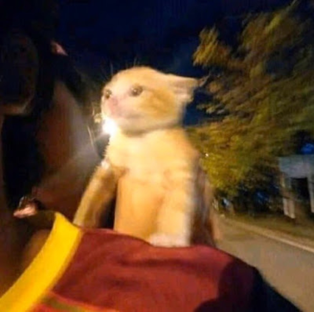 Meet your Posher, Brandon